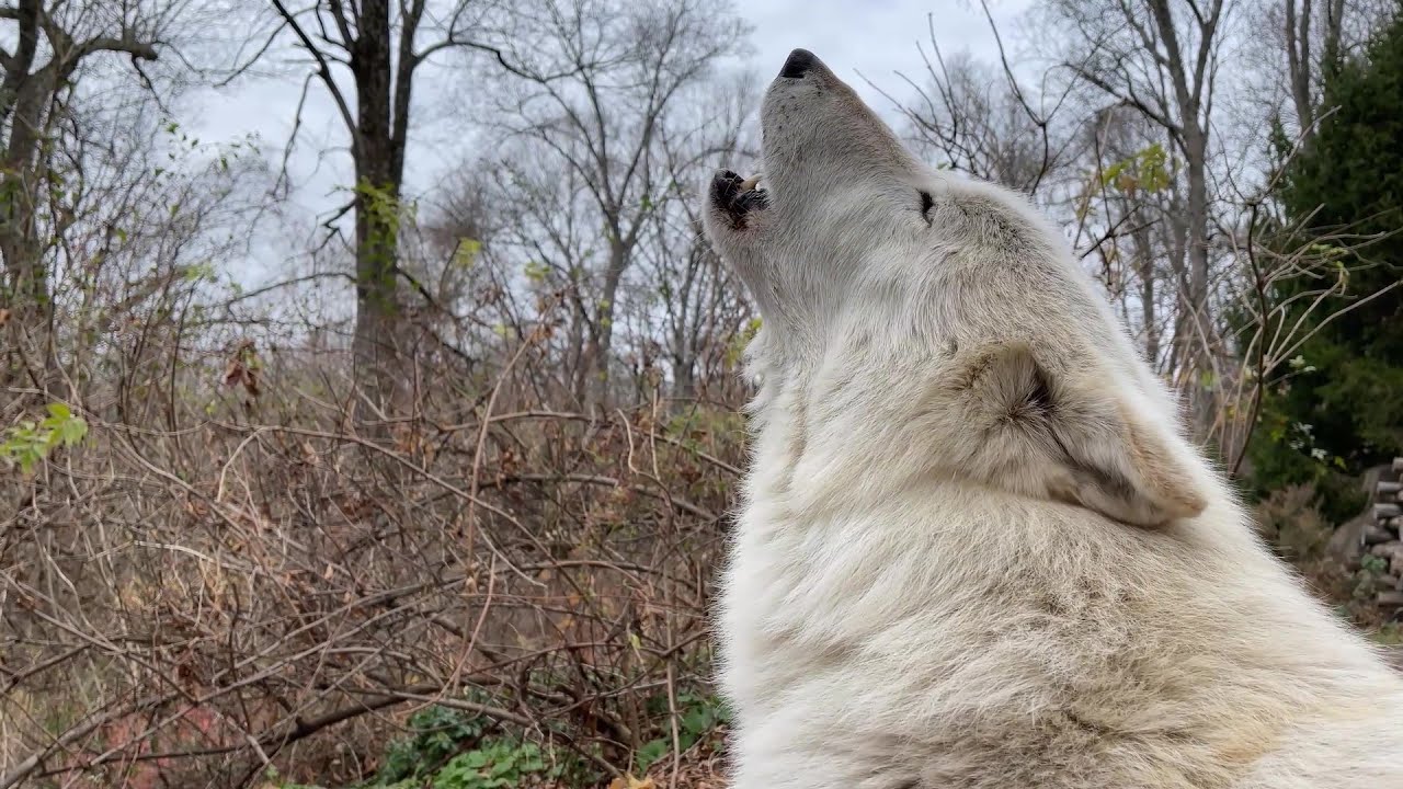 Gray Wolf S Howl Echoes Through Woods On Gloomy Day Youtube