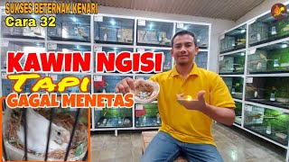 | TERNAK KENARI RUMAHAN || Cara 32: Tips Menghindari Telur Gagal Menetas || Kawin NGISI KOK Zonk |