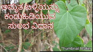 How to find an amrutaballi . ಅಮೃತ ಬಳ್ಳಿಯನ್ನು ಕಂಡುಹಿಡಿಯುವುದು ಹೇಗೆ?