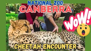 Up Close : Thrilling Cheetah Encounter at Canberra's National Zoo