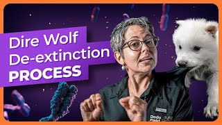 How to De-Extinct a Dire Wolf in 7 Steps (Don’t Try This at Home)