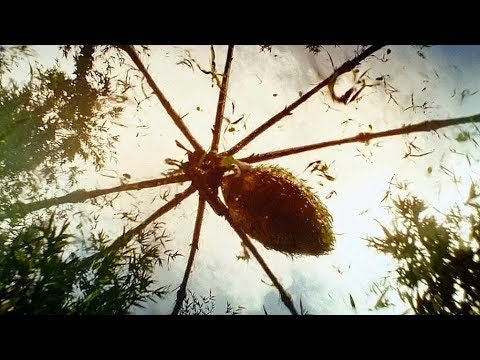 Giant Spider Attack Scene – Kong: Skull Island (2017) Movie Clip HD