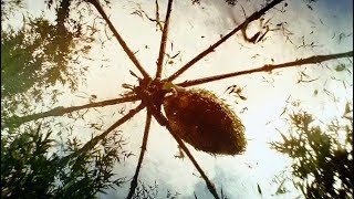 Giant Spider Attack Scene - Kong: Skull Island (2017) Movie Clip HD