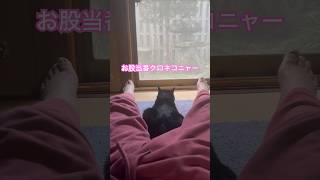 ネコと子ネコとおじさん　お股当番クロネコニャー　#shorts #cat #cats #ねこ #猫 #ねこのいる生活 #猫のいる暮らし #クロネコニャー #黒猫