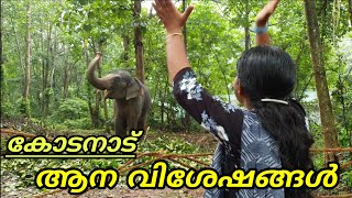 #Kodanad_Elephant_Training_Camp കോടനാട് പീലാണ്ടിയുടെയും കൂട്ടുകാരുടെയും വിശേഷങ്ങൾ #ആന_കളരി