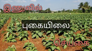 யாழ்ப்பாணம் - இணுவிலில் புகையிலைச் செய்கை |  Tobacco Plants in Inuvil