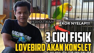 LOVEBIRD KONSLET Ternyata BISA DI TERAWANG DARI CIRI FISIKNYA