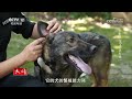 《天网》搜查嫌疑人 国犬中的“警犬之王”——昆明犬 究竟有多厉害？20230802 cctv社会与法