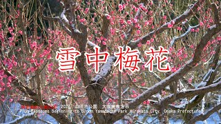 雪中梅花　咲き始めた梅の花2023　山田池公園　大阪府枚方市　Plum Blossoms Beginning to Bloom Yamadaike Park