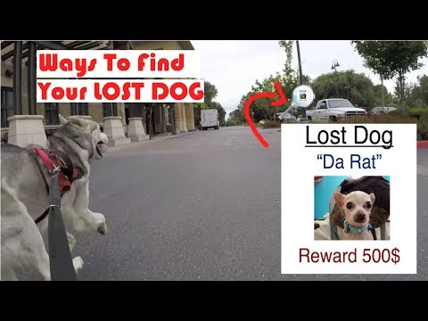 How To Find Your Lost Dog, MIcrochipped Siberian Husky, Tag ID How To Find Your Lost Dog, MIcrochipped Siberian Husky, Tag ID