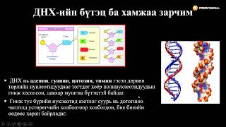 Биологи №31 Уургийн бүтцийн генетик хяналт ба үйл ажиллагаа - I