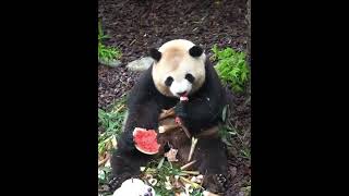 肉肉梅兰 Meilan: Let me eat a watermelon~