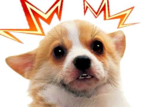 Videos Chistosos Para Niños Youtube