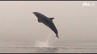 Delfin in der Ostsee