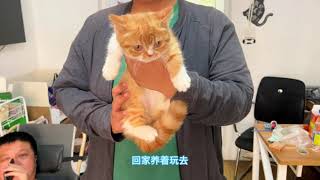 500买只橘白矮脚猫，矮脚猫真是猫中超跑撒手没，腿短起步快