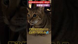 【2月19日am0時半〜2時15分】保護猫のこと、外猫のこと🙏#外猫の暮らし #難治性口内炎