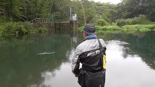 忍野桂川でフライフィッシング！！ 令和2年忍野釣行記　9月編その1　Flyfishing in Oshino