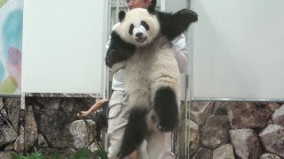 脱走したがる！！ 走って抜け出そうして、飼育員さんに捕獲されちゃう🐼 お母さんとじゃれあう姿も可愛い♥ #彩浜 #良浜 #アドベンチャーワールド