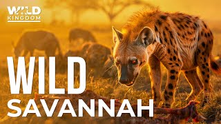 WILD SAVANNAH | Hyenas Exposed: The Misunderstood Predators of the Wild | Wildlife Documentary