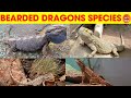 Different Types of Bearded Dragons Species Name in English for kids #kidslearning #animals #reptiles