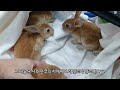 아기 토끼들의 첫 병원 외출과 렉시의 초음파 촬영 baby bunnies meet vet for the first time 토끼 귀여운영상 병원 초음파