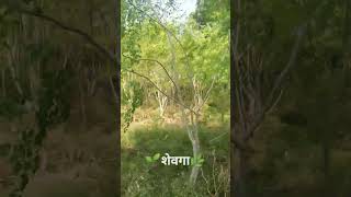 गावाकडील शेवगा 🌿🌳🌱||हिरवा निसर्ग||....#BeutifulNature☘️🌳🌴