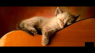 cat trumpet music to sleep and relaxation