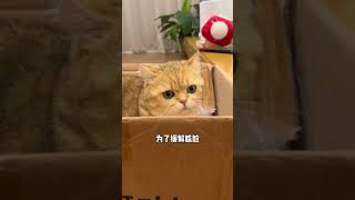 蛋爸有蛋蛋：貓咪智商測試，三只貓三種智商可笑死我了 #cat #shorts