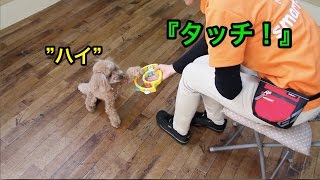 上手にタッチができました！〜犬のしつけは大阪のsmart-dog〜