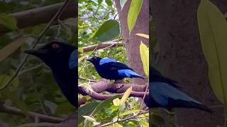 Asian fairy-bluebird (Irena puella) in Copenhagen ZOO @CopenhagenZooTV #bird #birds