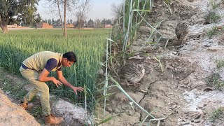 Aj Batair Pakarnay gaey Maza aa Gya (Quail Hunting)