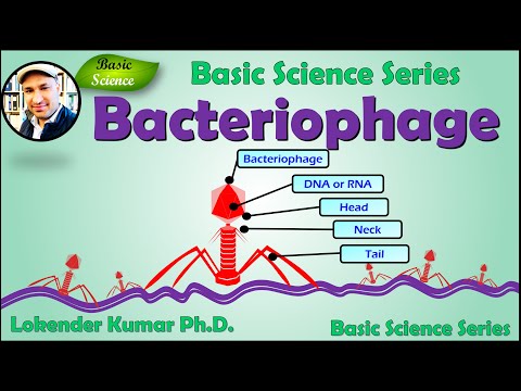 What are the function of bacteriophage?