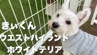 ウエストハイランドホワイトテリア　きぃくん【West highland white terrier】