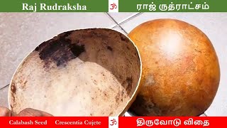 திருவோடு விதை | Calabash Seed | Thiruvodu