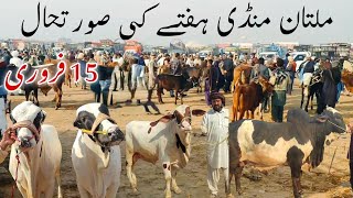 Cholistani, Sahiwal or Ablag Bachroo ki Mandi | Multan Cow Mandi