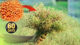 Growing Red Gram From Seeds Till Harvest | Red Gram Harvesting In 60 Days From SEEDS |