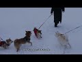 25 01 15柴犬ガン太　雪降りの午後