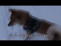 25 01 15柴犬ガン太　雪降りの午後