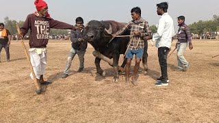 ৩০ শা..অগ্রায়ন 🌼 শশধর মাহাতো আসরে যাওয়ার সময় 😺 কেমন ত্যজে ছুটে যাচ্ছে দেখুন🐃