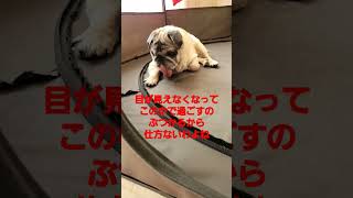 目の見えないパグの生活#認知症犬 #盲目犬 #pug #shorts