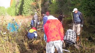 Tree Planting In Action