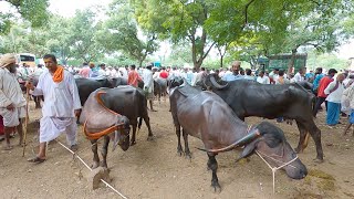 Gokak buffalo market walkthrough