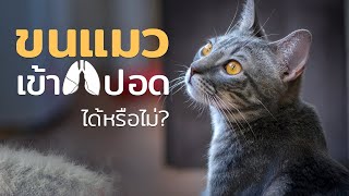 ขนแมว สามารถเข้าปอดได้หรือไม่?