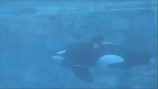 Tilikum in Underwater Viewing (10/26/07)