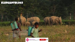 CGTN won't tell you this about migrating elephants | Numaligarh elephant herd