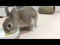 うさぎにパイナップルをあげてみた ボン二郎 bunny rabbit eat pineapple