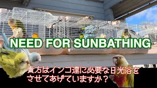 【Love Bird Lo25】4K/NEED FOR SUNBATHING (日光浴の必要性)💕🦜