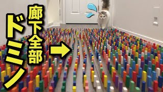 廊下が全部ドミノだった時の猫の反応がこちら【関西弁でしゃべる猫】 【猫アテレコ】