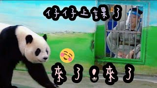 圓仔上課好認真，中間換老師一樣乖乖聽話|熊貓貓熊The Giant Panda Yuan Yuan and Yuan Bao|台北市立動物園