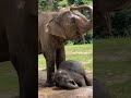 Aom and Luna's mud bath time😍 #samuielephanthaven #shorts #elephant